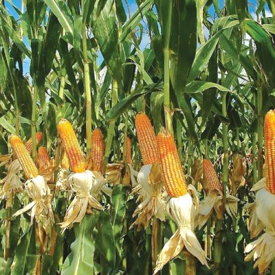 IITA, Premier Agribusiness Academy unite on capacity building